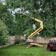 Tree and Shrub Care in Wilson, WY