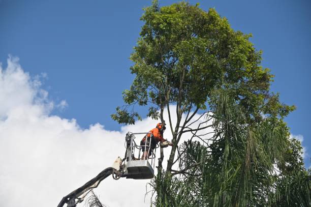 How Our Tree Care Process Works  in  Wilson, WY